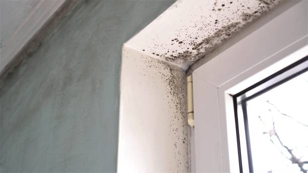 Professional Mold Removal in Basking Ridge, NJ